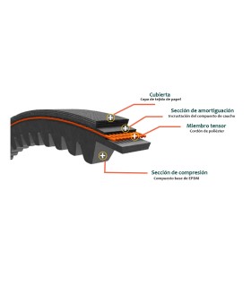 CORREA TRAPECIAL DENTADA AX 107/13x8x2725 Li