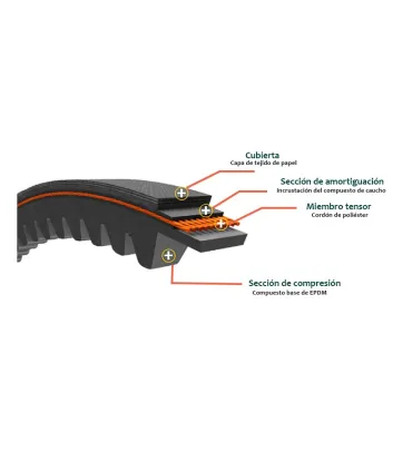 CORREA TRAP. DENTADA AX 31 13x8x790 Li